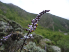 Monnina dictyocarpa