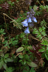 Salvia helianthemifolia