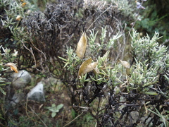 Anarthrophyllum elegans