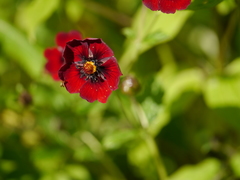 Potentilla atrosanguinea