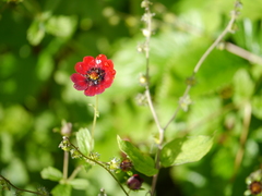 Potentilla atrosanguinea