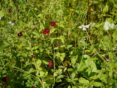 Potentilla atrosanguinea