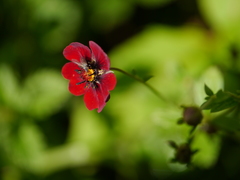 Potentilla atrosanguinea
