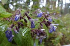 Salvia plurispicata