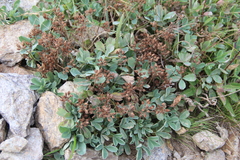 Sibbaldia parviflora