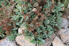 Sibbaldia parviflora