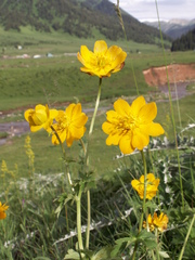 Trollius dschungaricus