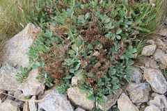 Sibbaldia parviflora