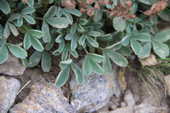 Sibbaldia parviflora