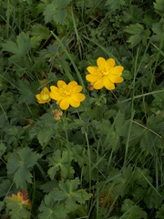 Trollius dschungaricus