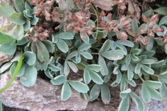 Sibbaldia parviflora