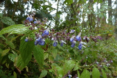 Salvia plurispicata