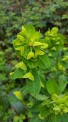 Euphorbia amygdaloides