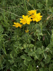 Trollius dschungaricus
