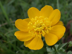 Trollius dschungaricus