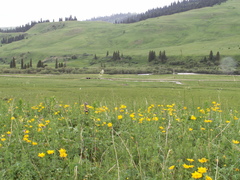 Trollius dschungaricus