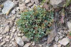 Sibbaldia parviflora
