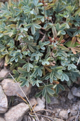 Sibbaldia parviflora