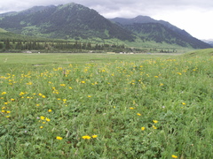Trollius dschungaricus