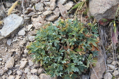 Sibbaldia parviflora