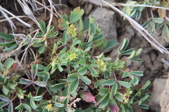 Sibbaldia parviflora