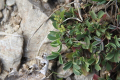 Sibbaldia parviflora