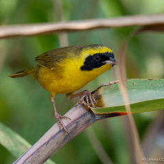 Geothlypis flavovelata