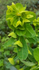 Euphorbia amygdaloides