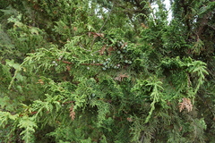 Juniperus monticola