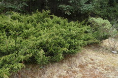 Juniperus monticola