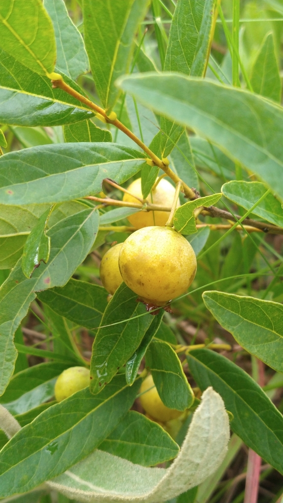 Campomanesia adamantium (Guavira)