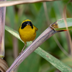 Geothlypis flavovelata