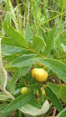 Campomanesia adamantium