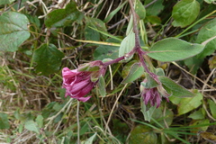 Cestrum roseum