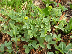 Sibbaldia parviflora