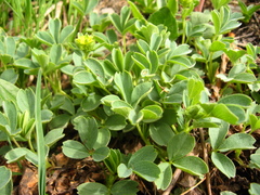 Sibbaldia parviflora