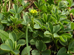 Sibbaldia parviflora