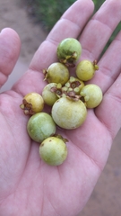 Campomanesia adamantium
