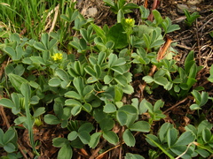 Sibbaldia parviflora