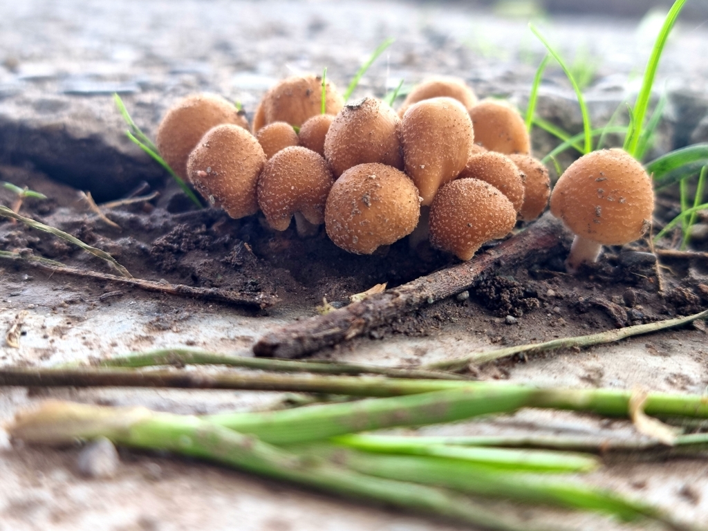 Coprinellus domesticus · December 2021 · photo: © soolquipildor (iNaturalist, cc-by-sa)