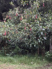 Fuchsia boliviana