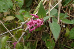 Cestrum roseum