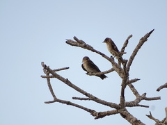 Stelgidopteryx serripennis ridgwayi