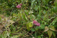 Cestrum roseum