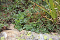 Sibbaldia parviflora