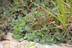 Sibbaldia parviflora