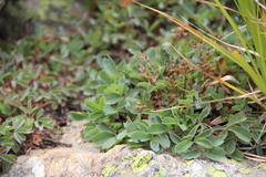 Sibbaldia parviflora