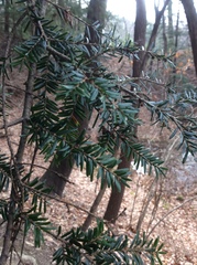 Tsuga canadensis