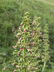 Scrophularia kiriloviana
