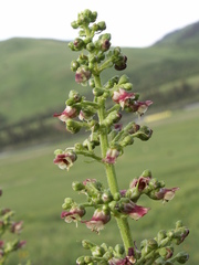 Scrophularia kiriloviana